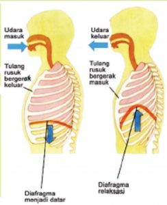 Bagan Cara Kerja Diafragma Saat Kita Bernapas Jawaban Tema 2 Kelas 5 Halaman 42