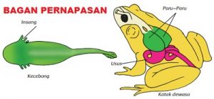 Gambar Bagan Cara Kerja Organ Pernapasan Pada Amfibi