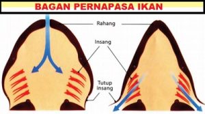 Gambar Bagan Cara Kerja Organ Pernapasan Pada Ikan