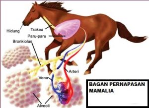 Gambar Bagan Cara Kerja Organ Pernapasan Pada Mamalia