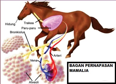 Bagan cara kerja organ pernapasan pada mamalia