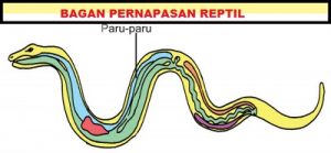 Gambar Bagan Cara Kerja Organ Pernapasan Pada Reptil
