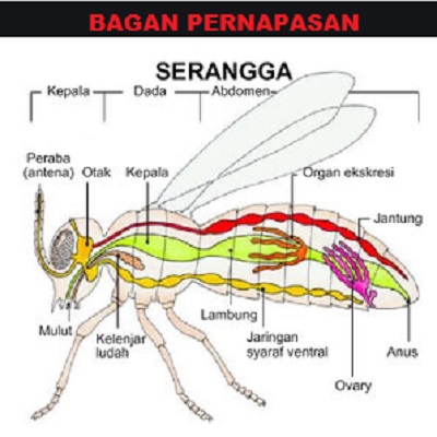 Bagan cara kerja organ pernapasan pada serangga
