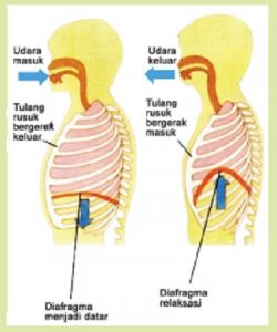 Jawab Pengaruh Otot Diafragma Terhadap Proses Pernapasan Pada Manusia Tema 2 Kelas 5 Halaman 44