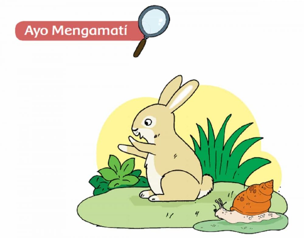 Perbedaan karakteristik kelinci dan siput