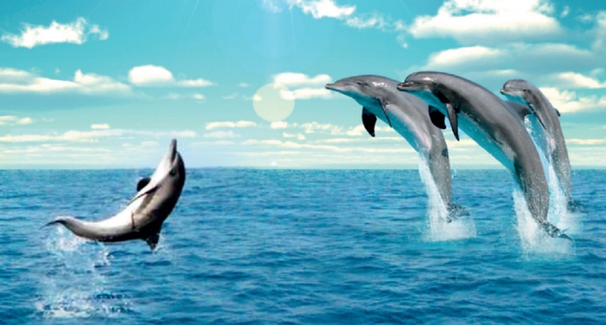 Seekor lumba-lumba berenang pada kedalaman 10 meter di bawah permukaan laut
