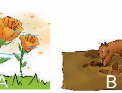 Bagaimana Cara Penyebaran Biji yang Dilakukan Tupai Pada Gambar B