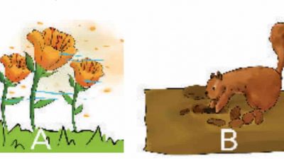 Bagaimana Cara Penyebaran Biji yang Dilakukan Tupai Pada Gambar B Tanaman Seperti Apa yang Bisa Disebar dengan Cara Tersebut