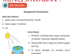 Kunci Jawaban IPAS Kelas 4 Halaman 10 Kurikulum Merdeka Fotosintesis Apa yang Terlihat Pada Daun