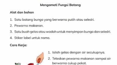 Kunci Jawaban IPAS Kelas 4 Halaman 3 Mengamati Fungsi Batang Apa yang Terjadi Pada Seledri dan Bunga