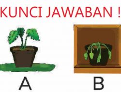Kunci Jawaban IPAS Kelas 4 Halaman 32 Kurikulum Merdeka Apa yang Membedakan Pot A dan Pot B dalam Percobaan Aga