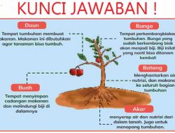 Kunci Jawaban Ilmu Pengetahuan Alam dan Sosial IPAS Kelas 4 Halaman 5 Kurikulum Merdeka Bagian Mana Dari Tumbuhan