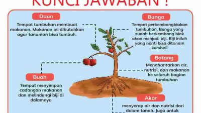 Kunci Jawaban IPAS Kelas 4 Halaman 5 Bagian Mana Dari Tumbuhan yang Berperan Untuk Bertahan Hidup dan Melindungi Diri