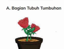 Kunci Jawaban IPAS Kelas 4 Halaman 31 Kurikulum Merdeka Amati Gambar Bunga Mawar di Samping