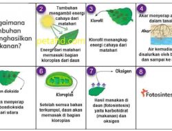 Kunci Jawaban IPAS Kelas 4 Halaman 12 Kurikulum Merdeka Ilustrasi Tahapan Proses Fotosintesis Pada Daun