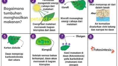 Kunci jawaban Ilmu Pengetahuan Alam dan Sosial IPAS kelas 4 halaman 12 Membuat ilustrasi tahapan proses fotosintesis pada daun