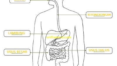 Buat Diagram Alur Perjalanan Makanan Dari Rongga Mulut Hingga Keluar Melalui Anus Pada Kolom Berikut Tema 3 Halaman 15