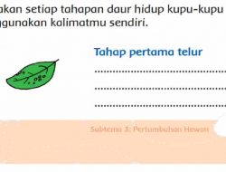 Ceritakan Setiap Tahapan Daur Hidup Kupu-Kupu Menggunakan Kalimatmu Sendiri Tahap Pertama Telur