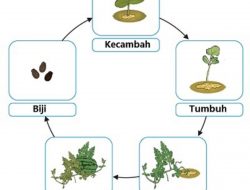 Gambar Menunjukkan Daur Hidup Tanaman Semangka Lengkapi Bagan Berikut