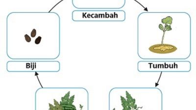 Kunci jawaban tema 1 kelas 3 halaman 155