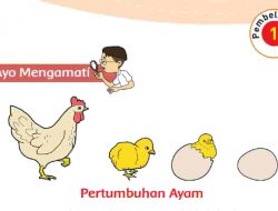 Sebutkan Contoh Hewan Lain yang Memiliki Ciri-Ciri yang Sama Seperti Ayam