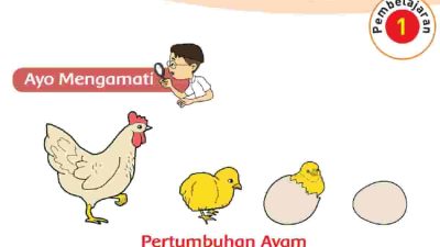 Sebutkan Contoh Hewan Lain yang Memiliki Ciri-Ciri yang Sama Seperti Ayam