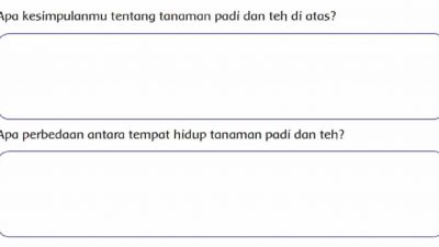Apa Kesimpulanmu Tentang Tanaman Padi dan Teh Di Atas Jawaban Halaman 32 Tema 3 Kelas 4 SD