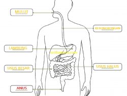 Contoh Diagram Sistem Pencernaan Berikut Nama dan Fungsi Tiap-tiap Organ