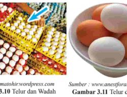 Berikut Merupakan Contoh Fungsi dan Bukan Contoh Fungsi Dari Gambar di Atas