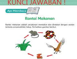 Berdasarkan Bacaan Rantai Makanan di Atas Tentukan Pokok Pikiran yang Terdapat di Setiap Paragraf