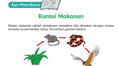 Berdasarkan Bacaan Rantai Makanan di Atas Tentukan Pokok Pikiran yang Terdapat di Setiap Paragraf