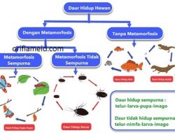 Berdasarkan Bacaan Daur Hidup Hewan di Atas Temukanlah Pikiran Utama Dari Setiap Paragraf Beserta Informasi yang Kamu Anggap Penting