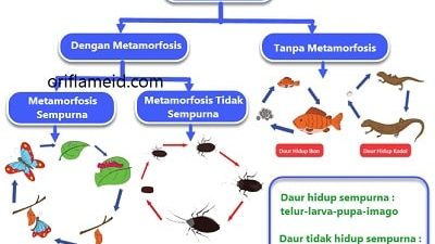 Berdasarkan bacaan Daur Hidup Hewan di atas temukanlah pikiran utama dari setiap paragraf beserta informasi yang kamu anggap penting