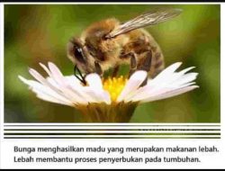 Sekarang Buatlah Sebuah Pamflet Tentang Simbiosis Kunci Jawaban Tema 5 Kelas 5 Halaman 85