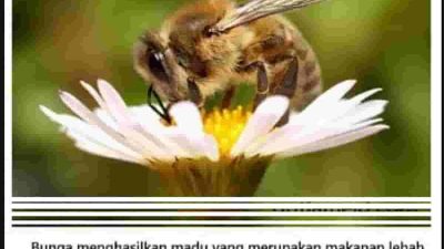 Sekarang Buatlah Sebuah Pamflet Tentang Simbiosis Kunci Jawaban Tema 5 Kelas 5 Halaman 85