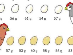 Manakah di Antara Dua Ayam Berikut yang Menghasilkan Telur Paling Berat Ketika Dijumlah